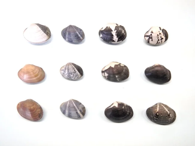 アサリの貝殻